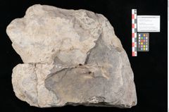 Foto (Objekt + Etikett) von Dictyophyllum acutilobum Schenk. (NHMW-GEO-2024-0188-10507)